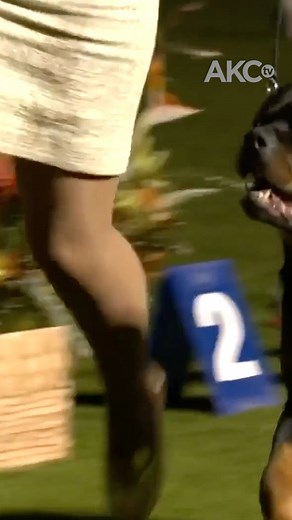 Don't miss the Kennel Club of Palm Springs all-breed dog show! We're streaming it live Jan 4 & 5. Coverage will begin at 4:30pm ET. | AKCtv