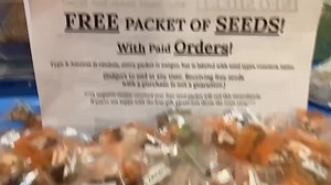 Common Hackberry Tree Seeds (CELTIS OCCIDENTALIS Europe) (hackberry Shrub) - Etsy