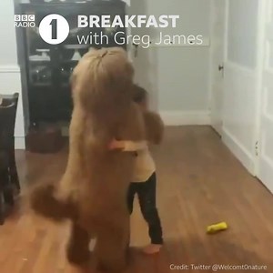 67K views · 225 reactions | An angry cat  A dancing dog  Exploring penguins  It's Greg James and Roisin with a Self-Isolating Animal News Special!  | BBC Radio 1 | Facebook