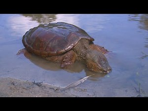 Turtle abuse investigation underway after video circulates online, officials say