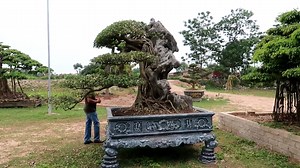 1.4K views · 41 reactions | Ngỡ Ngàng Trước Cây Sanh Nam Điền Dáng Lão Của HTX Thăng Long | Mạnh Bonsai | Facebook
