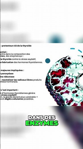 Sélénium : l'allié essentiel de votre thyroïde expliqué