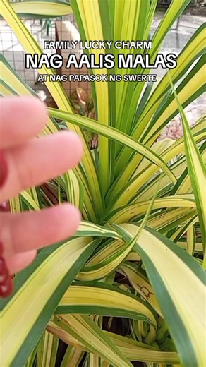Elegant Red Beaded Bracelet for Luck and Protection