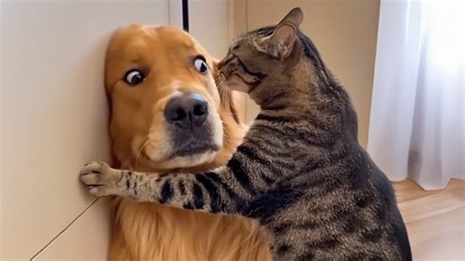 When KITTENS Boss Around BIG DOGS - 1Funny.com