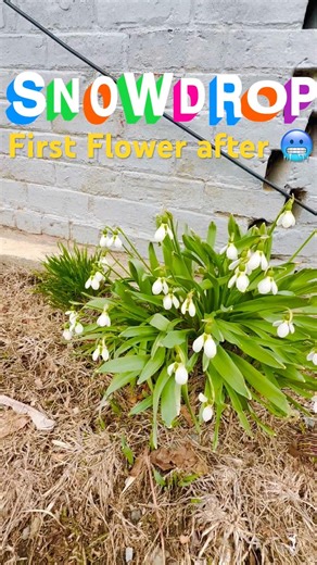 Seasonal surprise - First Flower After Winter! Snowdrops Bloom 🌼❄️ #indoorplants #gardening #garden
