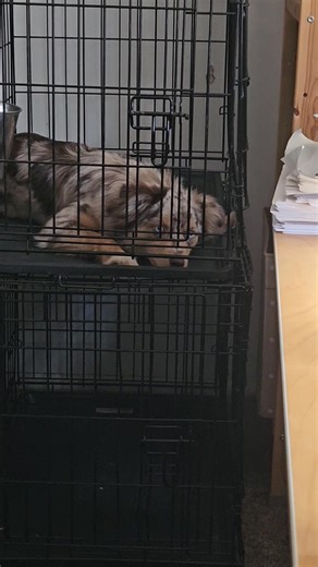 2K views · 51 reactions | Jitterbug's thoughts on us judging the online Freestyle Crown today. (Volume required) | Kat Fahle | Facebook