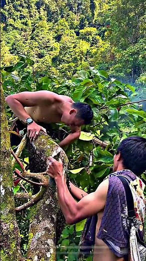 Unlimited Courage: The Art of Harvesting Wild Forest Honey