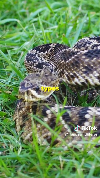 Florida Rattlesnakes: Fascinating Facts and Insights