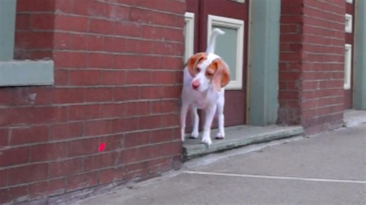 Dog Chases Laser Through Downtown in Hilarious Adventure