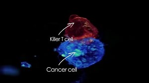 2.8K views · 2.6K reactions | Killer T cell attacking cancer cell. Grammar edit: T killer cell hunting for another cancer cell to kill. | Hashem Al-Ghaili | Facebook