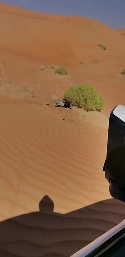 Desert Hawk Emerges: A Bird of Prey in Action