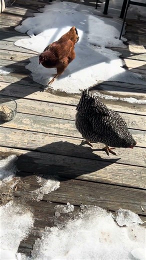 Can my chickens solve a peramix Rubik's cube? 🐓