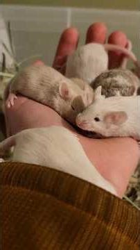Mouse Breeding Insights: temperament checks with the Latte line!