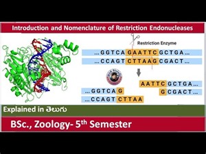 Introduction and Nomenclature of Restriction Endonucleases | Genetic engineering | HSR Bioinfo
