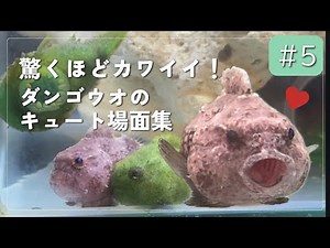 驚くほどカワイイ！ダンゴウオのキュート場面集！Unbelievably Cute! Best Moments of Dango (Lumpfish) ♡