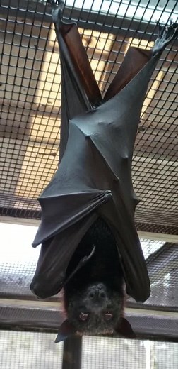 8.8K views · 202 reactions | Malayan flying foxes!驪驪驪 These...