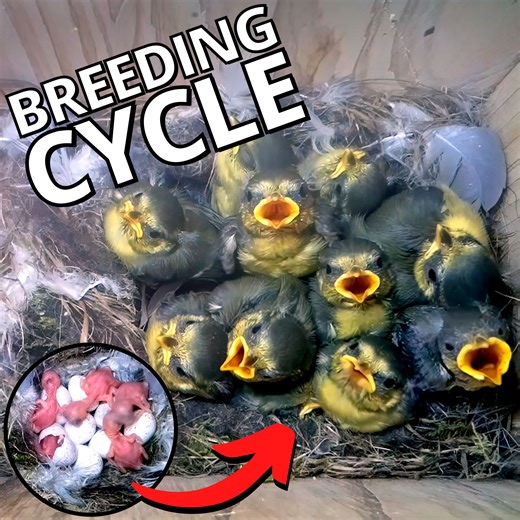 She builds a perfect nest and raises so many adorable chicks 🐤🥰 | Nest Box Live