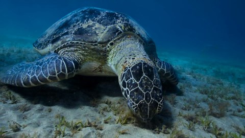 Exotic Octopus in the Deep Sea