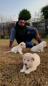 1M views · 37K reactions | White lion cubs #faiziwildlifefarm | Faizi Wildlife | Facebook