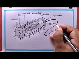 I Tried Drawing Prokaryotic Cell for 3 Days Here's What Happened