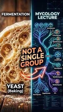Why Yeast Is Not a Family Tree 🍞🍄 | Fungal Classification Explained