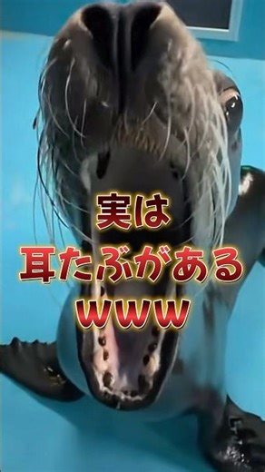 水族館の人気者！！！🦭 #雑学 #生き物 #かわいい #水族館 #動物 #shorts