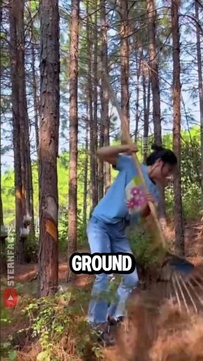 Why Villagers Collect Pine Needles Every Autumn