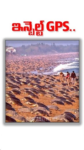 🐢🧭 Turtles Have an Inbuilt GPS!😲 || Raw material