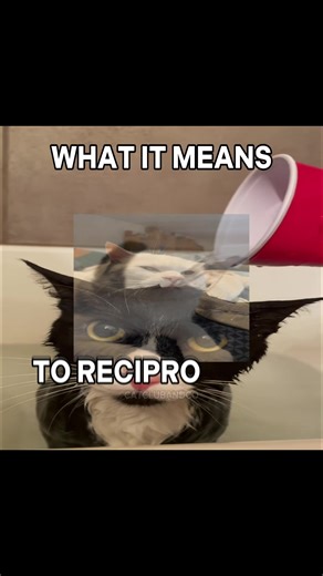 Observing the Moon with Cats