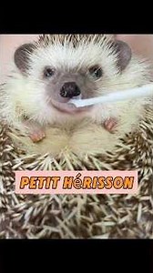 The little hedgehog stuck in the mud #rescue #healing