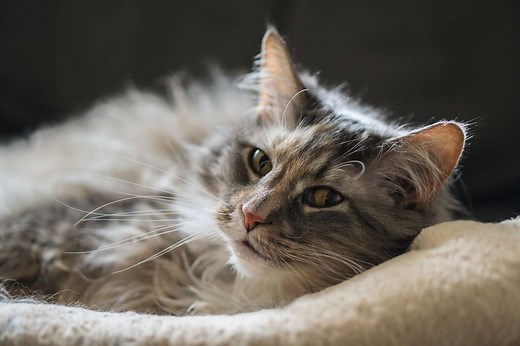 Arthritis in Cats | The Complete Guide to Caring for Your Cat