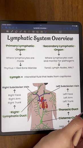Overview of the lymphatic sustem part 1 Follow us to learn pharmacology 💊 #pharmacology #medstudent #medicalschool #studygram #studyhard #studystrategies #medschooltips #medicine #premed #studyinspiration #studytime #medlife #medicinestudent #studygoals #medicationmaster #pharmacy #medicalstudents #studygroup #studytechniques #studytips #medicalnotes #reels #reel #facebookreel #viralreel | Doctor of Pharmacy