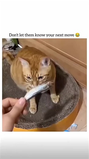 Funny Cats Compilation: Cute Kittens & Hilarious Cat Moments