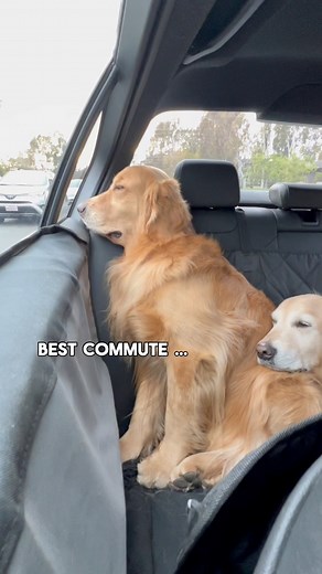 ❤️ love our after work car ride to home 🐾🚘 still light outside 😄🐶 #officedoglife #dogsincars | Golden Woofs