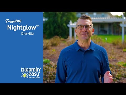 How to Prune Nightglow® Bush Honeysuckle