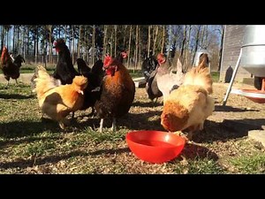 Huhn gackert - Hühner gackern und trinken