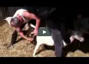 Naissance d'une chèvre / Goat Birth