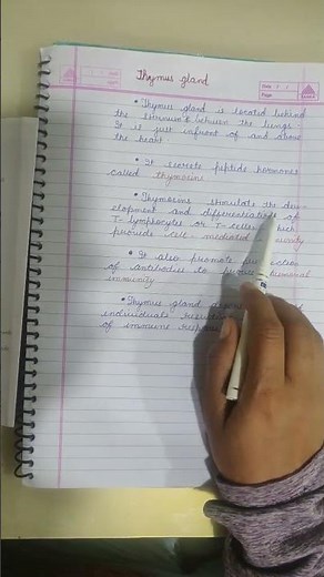 thymus gland | thymus gland anatomy