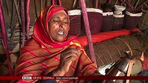 DAAWO: carwo magaalada Hargeysa lagu qabtay oo lagu soo bandhigay , arrimo dhaqank ah , Aqal-hoori, dhiil, iyo dhir la qoray oo loo ekeysiiyay geel. | BBC News Somali