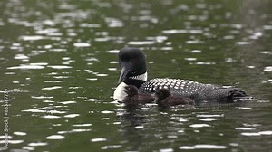 Common loon on a rainy day