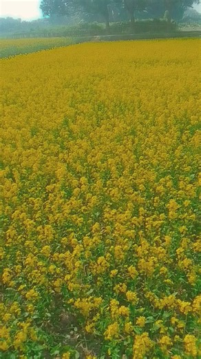 🥀 আমার হৃদয় একটা আয়না এই আয়নার মাঝে তুমি ছাড়া আর ক #hackbar #hackzone