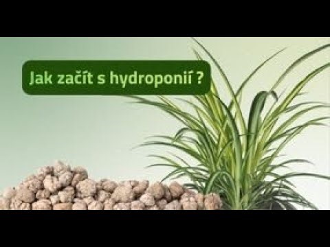 Kytkoradna: Hydroponie pro začátečníky, jak začít, čemu se vyhnout a které rostliny jsou jistota?