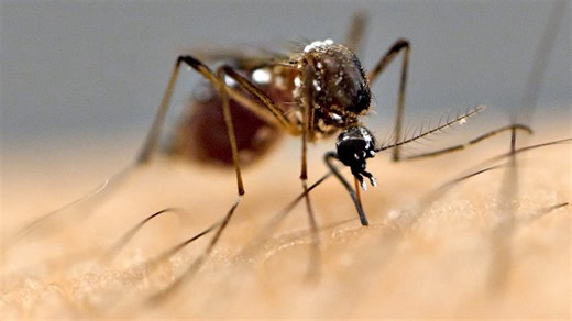 Mosquitoes Don’t Choose Randomly And the Reason Isn’t Comforting