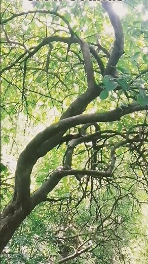 Crow Sounds | Real Crow Calling in Nature | Animal Sounds for Relaxation #birds #soundeffects