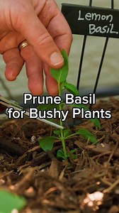 261K views · 2K reactions | Want my step-by-step basil growing guide?...
