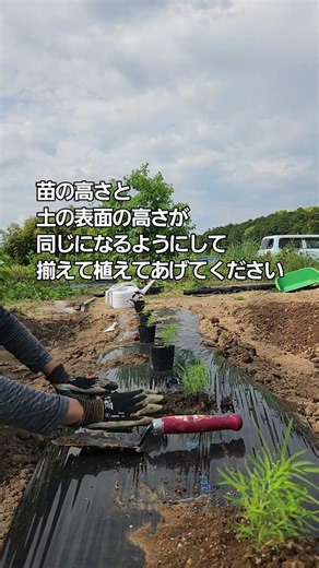 苗の植え方 #gardening #家庭菜園