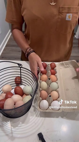 5 Essential Considerations Before Getting Chickens