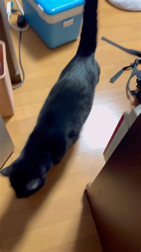 Shin-chan jumped out when I opened the door #blackcat