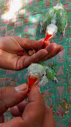How to hand feeding parrot chicks | parrot care | parrot healthy food | parrot feeding #shorts