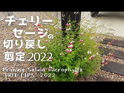 『チェリーセージ切り戻し2022』Pruning Salvia microphylla "HOT LIPS" 2022